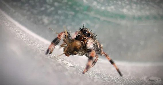 best spider for catching house flies