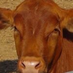 red heifer sacrifice 2024