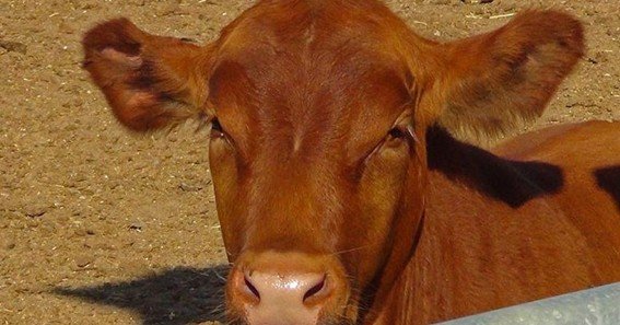 red heifer sacrifice 2024